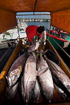 Tuna fish landing from longliner boats that stay out at sea for a month or longer, Benoa Harbour, Bali, Indonesia, July 2009. Mother boats with a fresh load of ice, pick up tuna from these longliners...
