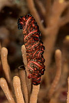 Bedford's flatworm (Pseudobiceros bedfordi) on coral, Komodo NP, Indonesia, Indo-pacific.