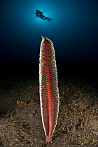 Sea pen (Pennatulacea) on the sandy bottom with diver in the background, Komodo NP, Indonesia, Indo-pacific.