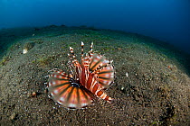 Zebra dwarf lionfish (Dendrochirus zebra) with pectoral fins extended on seabed, Komodo NP, Indonesia, Indo-pacific.