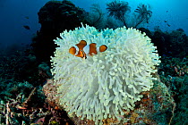 Clown anemonefish (Amphiprion percula) on bleached coral, Komodo NP, Indonesia, Indo-pacific.