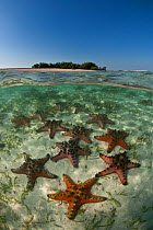 Horned sea stars / Chocolate chip stafish (Protoreaster nodosus) on sandy seabed in shallow  water, split level with an island in the background, Komodo NP, Indonesia, Indo-pacific, August 2009.
