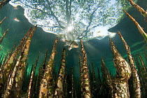 Submerged roots of Black mangrove tree (Avicennia germinans) Komodo NP, Indonesia, Indo-pacific.