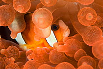 RF- Clarke's anemonefish (Amphiprion clarkii) hiding among tentacles of Bulb sea anemone (Entacmaea quadricolor) Komodo National Park, Indonesia, Indo-pacific. (This image may be licensed either as ri...
