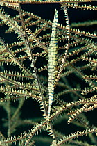 Black coral shrimp (Tozeuma armatum) camouflaged against black whip coral, Komodo NP, Indonesia, Indo-pacific.