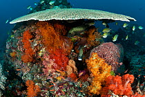 Many spotted sweetlips (Plectorhinchus chaetodonoides) and other fish under table coral on a healthy coral reef, Komodo NP, Indonesia, Indo-pacific.