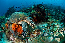 Hawksbill turtle (Eretmochelys imbricata) on coral reef, Komodo NP, Indonesia, Indo-pacific.