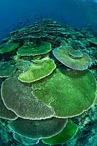 Healthy coral reef with tiers of plate corals and shoals of Damselfish and Fairy basslets, Komodo NP, Indonesia, Indo-pacific, August 2009.