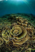 Healthy coral reef full of cabbage corals, Komodo NP, Indonesia, Indo-pacific.