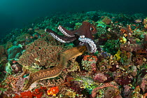 Reef octopus (Octopus cyanea) foraging on coral reef when a Moray eel comes out for a surprise attack, Komodo NP, Indonesia, Indo-pacific.