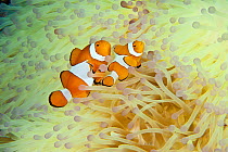 Clown anemonefish (Amphiprion percula) amongst tentacles of bleached coral, Komodo NP, Indonesia, Indo-pacific.