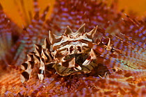 Zebra / Adam's urchin crab with eggs (Zebrida adamsii) on Fire sea urchin (Mespilia globulus), Komodo NP, Indonesia, Indo-pacific.