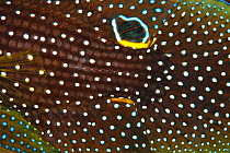 Detail of skin of Comet longfin fish (Calloplesiops altivelis) Komodo NP, Indonesia, Indo-pacific.