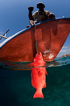 Hook and line fishermen catching a Grouper, Komodo NP, Indonesia, Indo-pacific.