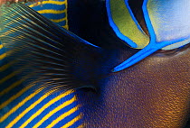 Detail of Emperor angelfish (Pomacanthus imperator) Bali, Indonesia, Indo-pacific