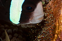 Clarke Anemonefish (Amphiprion clarkii) fanning her eggs, Bali, Indonesia, Indo-pacific.