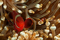 Spine-cheek anemonefish (Premnas biaculeatus) with baby amongst anemone tentacles, Bali, Indonesia, Indo-pacific.