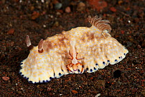 Emperor Shrimp (Periclimenes imperator / Zenopontonia rex) on a chromodoris nudibranch, Bali, Indonesia, Indo-pacific.