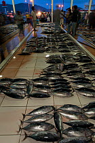Skipjack tuna laid out at early morning fish auction market, Bitung, Sulawesi, Indonesia, October 2009.