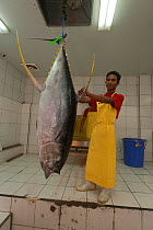 Yellowfin tuna brought to the Nutrindo Tuna Factory from the fishing boat for chlorine bath disinfecting, it is then brought in for export processing, Bitung, Sulawesi, Indonesia, October 2009.