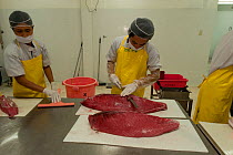 Cutting and preparing Yellowfin tuna loin for packing at the Nutrindo Freshfood International tuna processing plant for export market, Bitung, Sulawesi, Indonesia, October 2009.