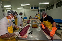 Cutting and preparing Yellowfin tuna loin for packing at the Nutrindo Freshfood International tuna processing plant for export market, Bitung, Sulawesi, Indonesia, October 2009