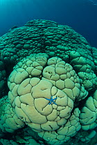 Massive boulder / Cauliflower coral (Gardineroseris planulata) with blue sea star, Buyat Bay, Sulawesi, Indonesia, Indo-pacific.