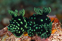 Two Nudibranchs (Nembrotha cristata) Bunaken island, Sulawesi, Indonesia, Indo-pacific.