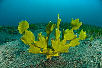 Cactus coralline macroalgae (Halimeda sp) on seabed, Bunaken island, Sulawesi, Indonesia, Indo-pacific.