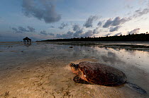 Hawskbill turtle (Eretmochelys imbricata) female makes her way back to sea at sunrise after laying her eggs on the beach. Moromaho Island, Sulawesi, Indonesia, November 2009.
