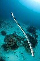 Sea snake / krait (Laticauda sp) swimming underwater, Sulawesi, Indonesia, Indo-pacific.