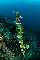Fallen Acropora coral branching out and starting to grow horizontally again, Sulawesi, Indonesia, Indo-pacific.