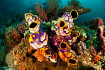 Golden sea squirts / ascidians / tunicates (Polycarpa aurata) on coral reef, Sulawesi, Indonesia, Indo-pacfic.