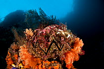 Honeycomb oyster (Hyotissa hyotis) on coral reef, Raja Ampat, West Papua, Indonesia.