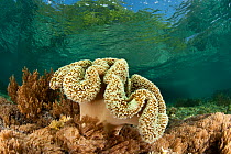 Mushroom leather coral (Sarcophyton sp) on coral reef, West Papua, Indonesia.