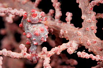 Pygmy seahorse (Hippocampus bargibanti) camouflaged amongst coral, Raja Ampat, West papua, Indonesia.