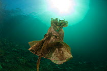 A discarded dress settling on the seabed becoming a marine life habitat, West Papua, Indonesia