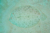 Peacock flounder (Bothus mancus) hidden in sand on seabed, West papua, Indonesia.