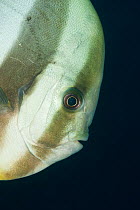 Batfish / Spadefish (Platax sp) portrait, West Papua, Indonesia.