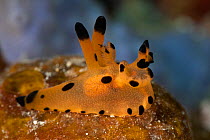 Nudibranch (Thecacera sp) on reef, West Papua, Indonesia.
