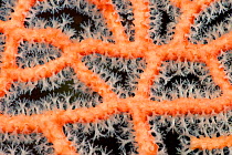 Detail of a fan coral with polyps fully extended, West Papua, Indonesia.