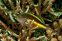 Forster's hawkfish (Paracirrhites forsteri) amongst coral, West Papua, Indonesia.