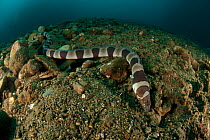 Banded Snake Eel (Myrichthys colubrinus) hunting over seabed, West Papua, Indonesia.