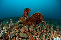 Seahorse (Hippicampus kuda) pair on sea rubble, West Papua, Indonesia.