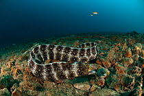 Snowflake moray eel (Echidna nebulosa) hunting over sea rubble, West Papua, Indonesia.