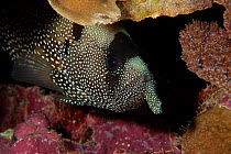 Spotted Soapfish (Pogonoperca punctata) with an interesting beard, West Papua, Indonesia.