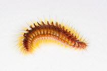 Bearded fireworm (Hermodice carunculata) a polychaete worm on white background, from Indo-pacific.