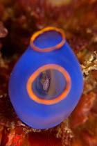 Blue sea squirt (Clavelina caerulea) hosting an amphipod, Batangas, Philippines.