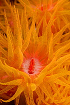 Orange cup coral (Tubastrea faulkneri) Batangas, Philippines.