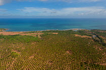 Aerial view of coconut plantation by the coast, Palawan, Philippines, April 2010.